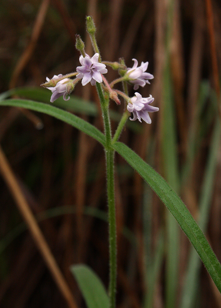 Margaretta rosea subsp. whytei