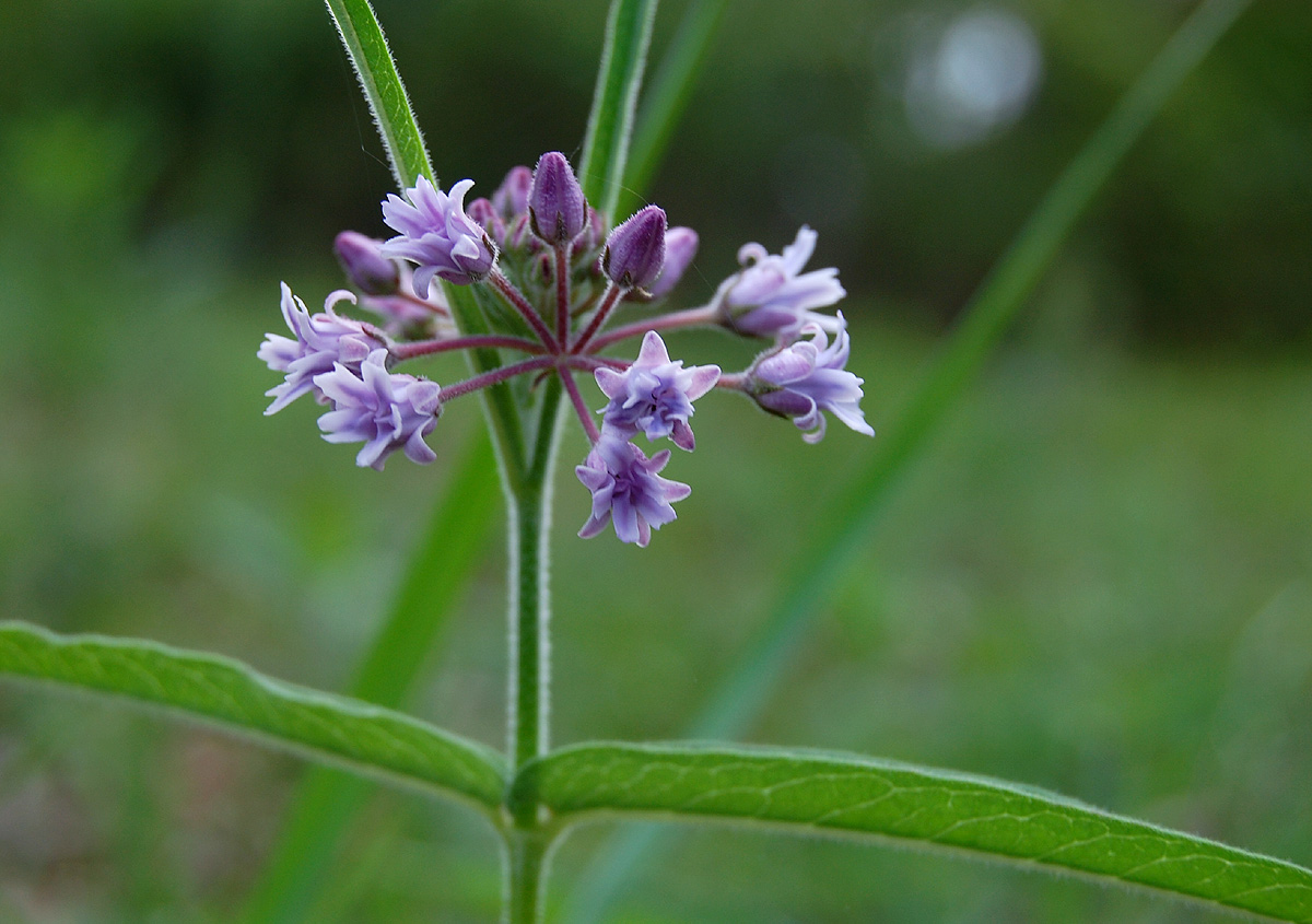 Margaretta rosea subsp. whytei