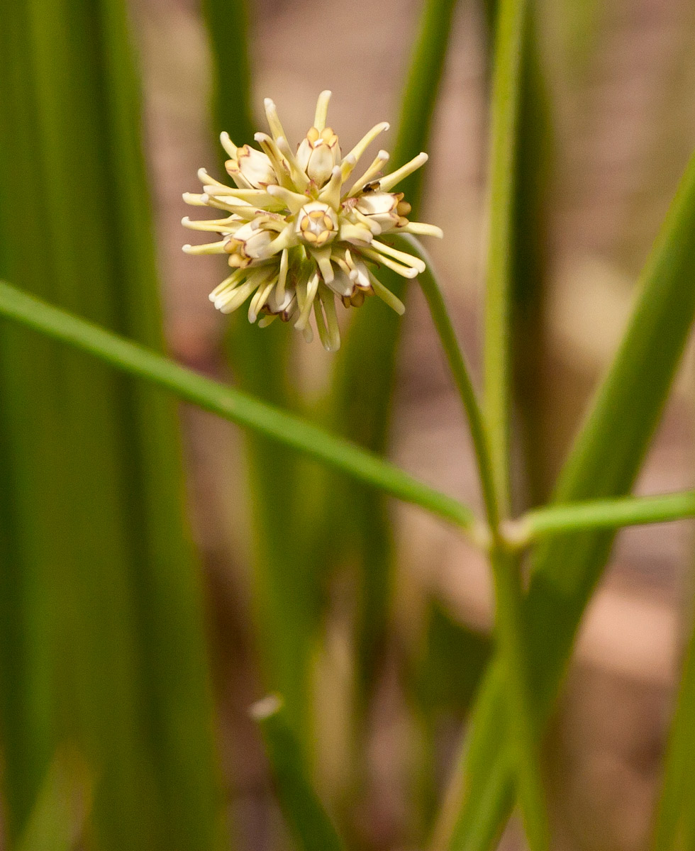 Periglossum mackenii