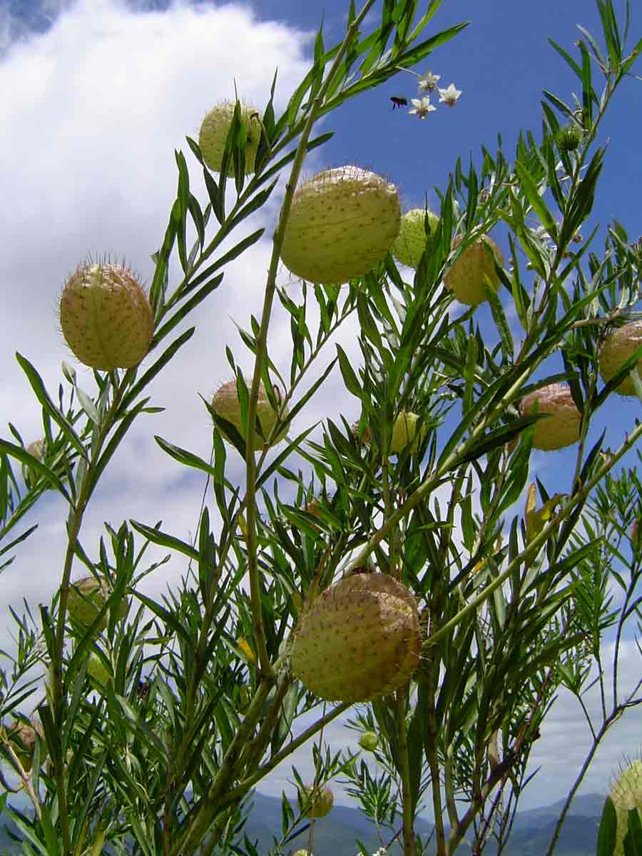 Gomphocarpus physocarpus