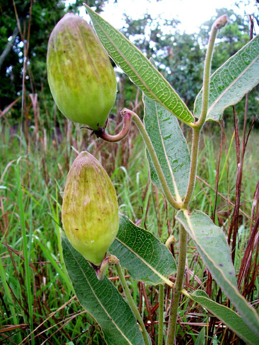 Pachycarpus bisacculatus