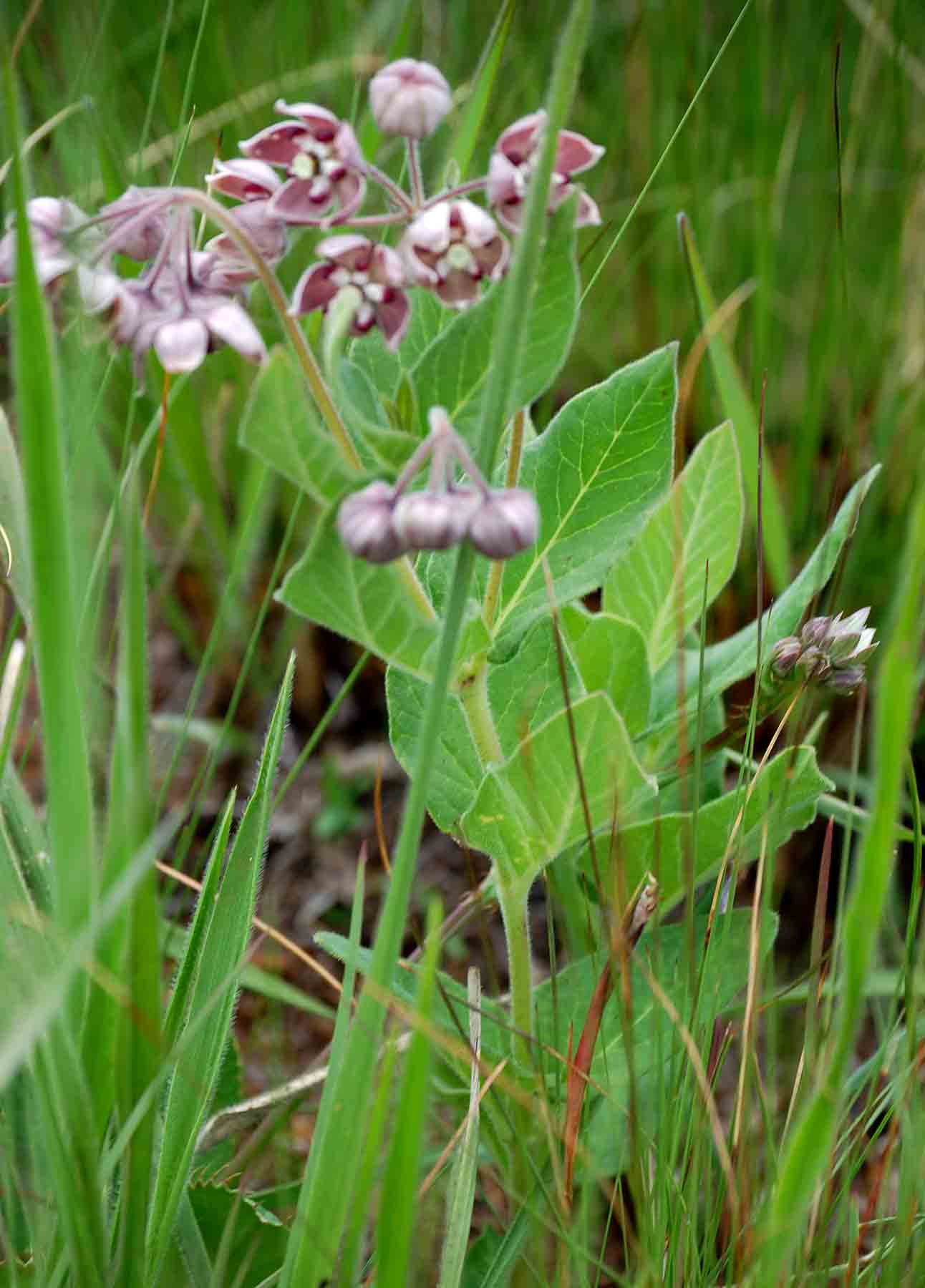 Asclepias fimbriata