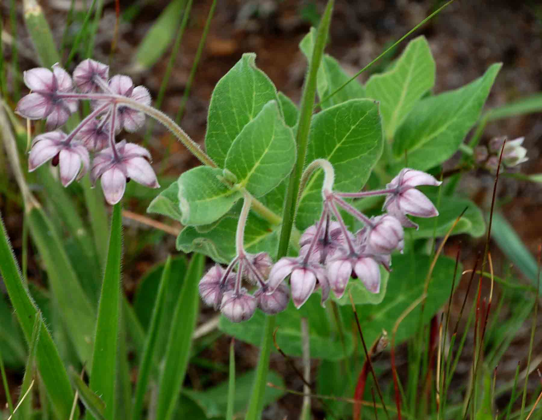 Asclepias fimbriata