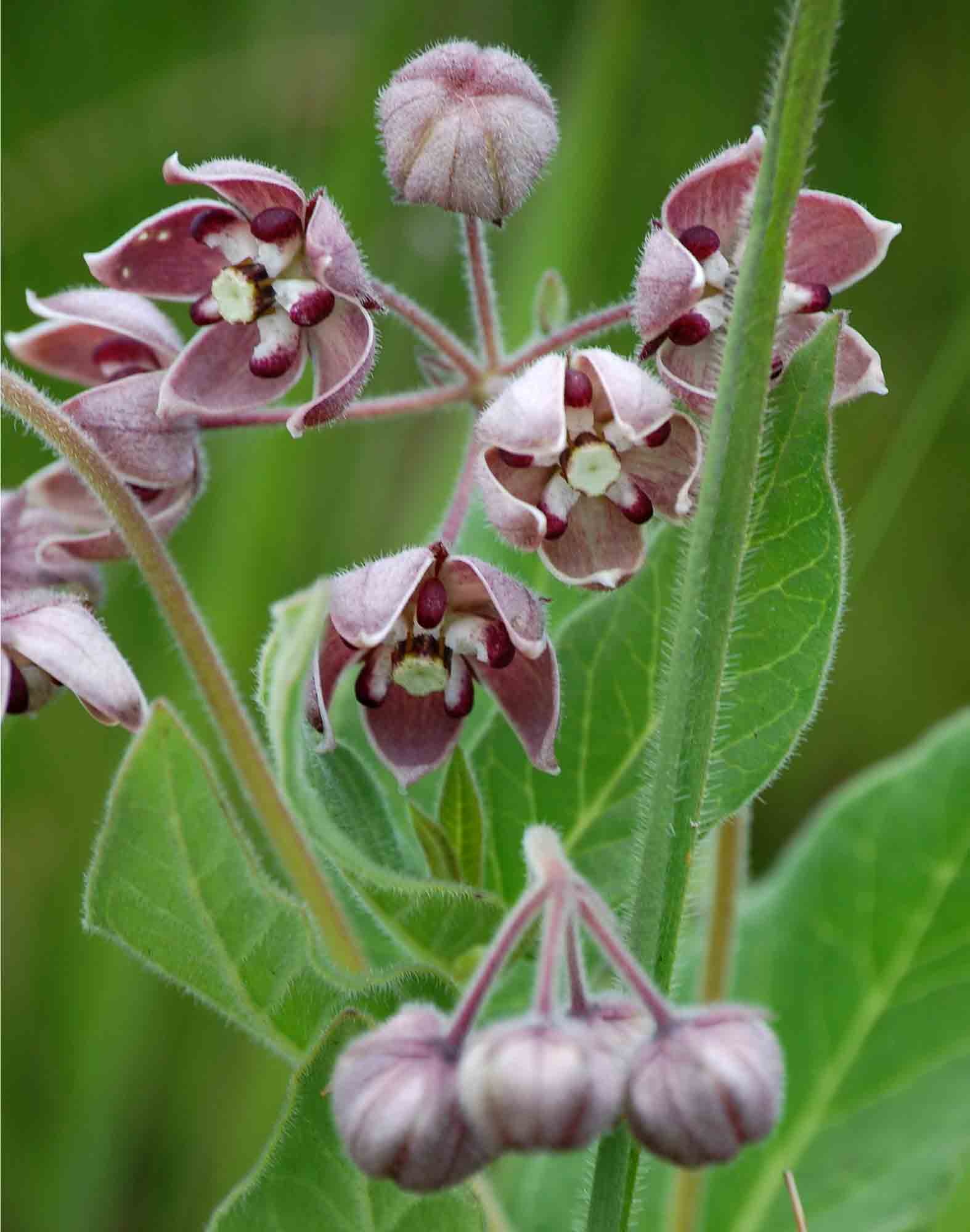 Asclepias fimbriata