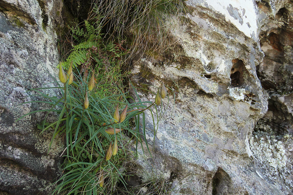 Asclepias graminifolia