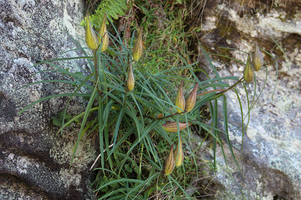 Asclepias graminifolia
