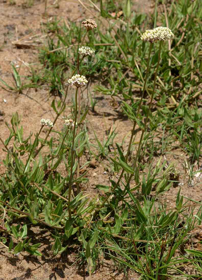 Asclepias densiflora
