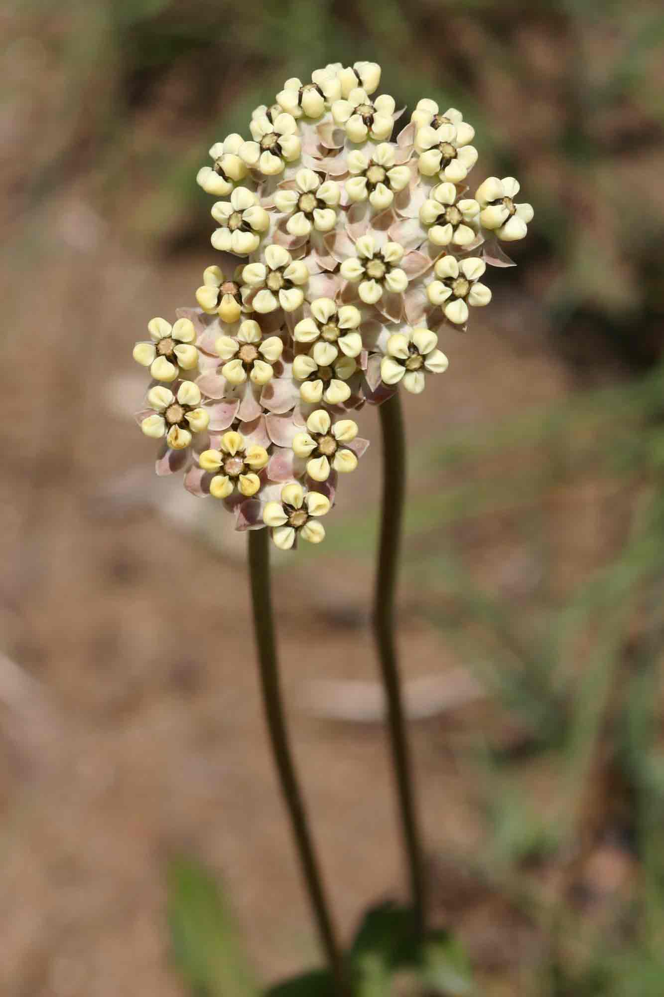 Asclepias densiflora