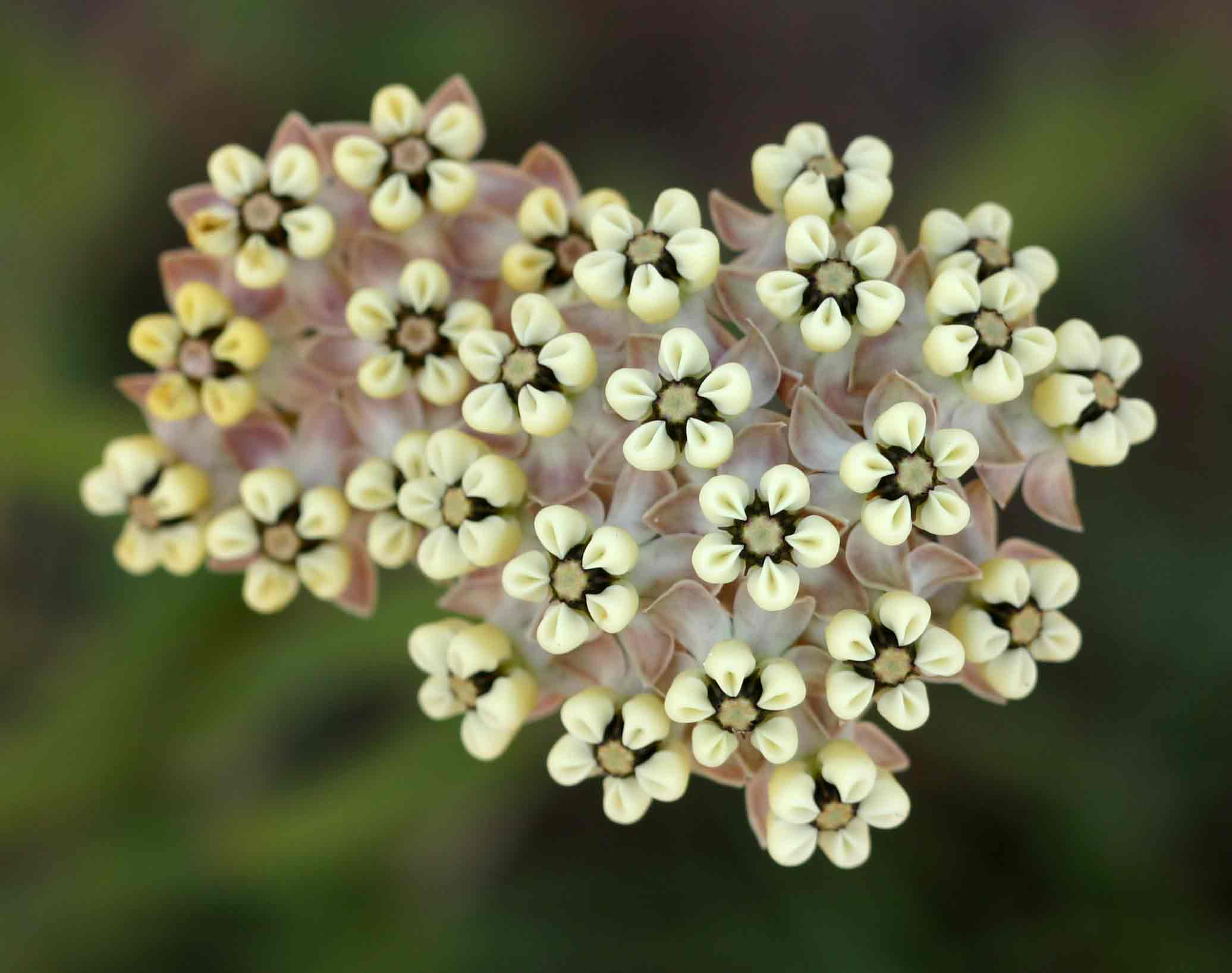 Asclepias densiflora