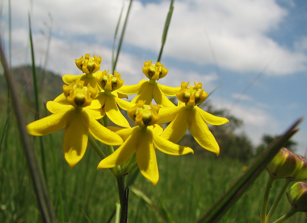 Stathmostelma fornicatum subsp. fornicatum Stathmostelma fornicatum subsp. fornicatum