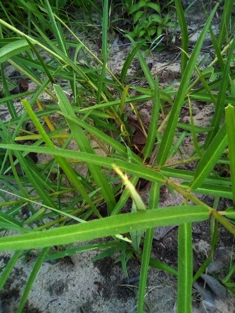 Stathmostelma fornicatum subsp. fornicatum Stathmostelma fornicatum subsp. fornicatum