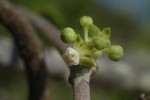 Cynanchum gerrardii subsp. gerrardii