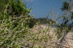 Cynanchum gerrardii subsp. gerrardii