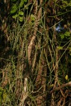 Cynanchum viminale subsp. suberosum