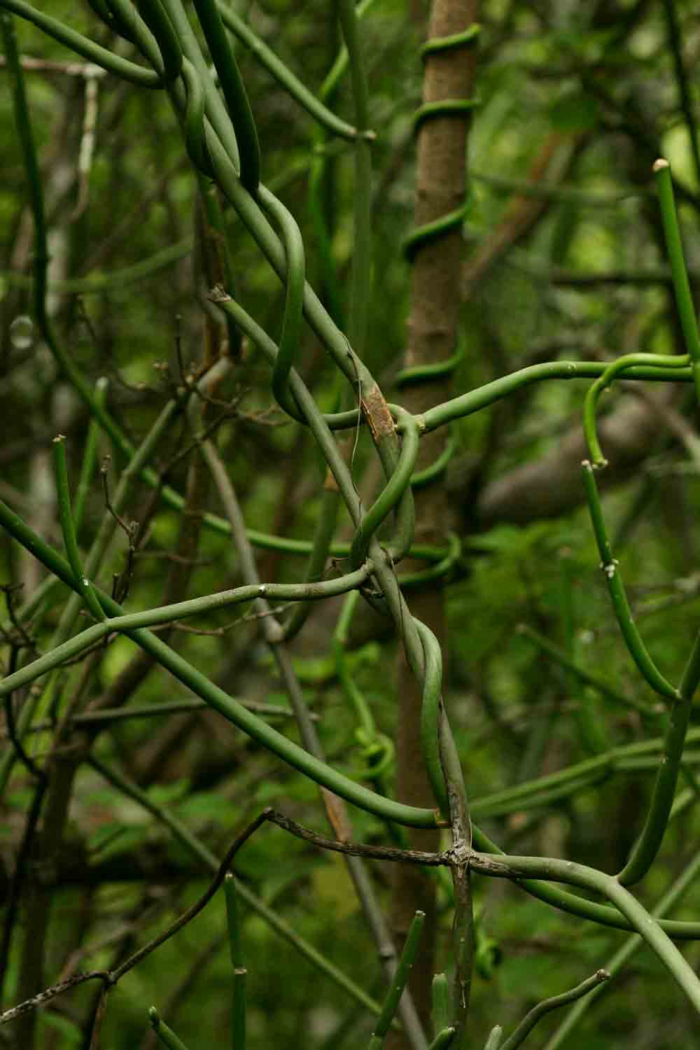 Cynanchum viminale subsp. suberosum