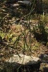 Cynanchum viminale subsp. viminale