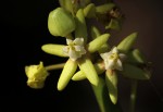 Cynanchum viminale subsp. viminale