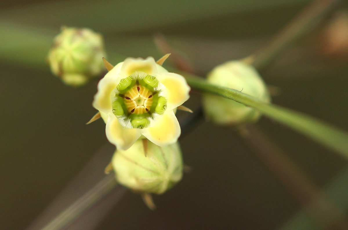Sisyranthus rhodesicus