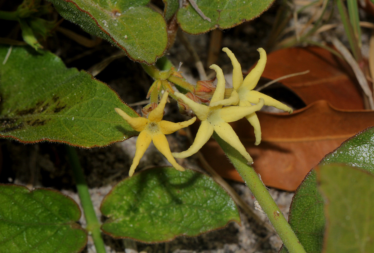 Orthanthera jasminiflora