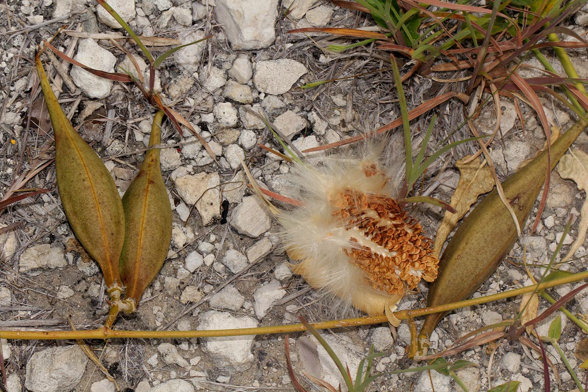 Orthanthera jasminiflora Orthanthera jasminiflora