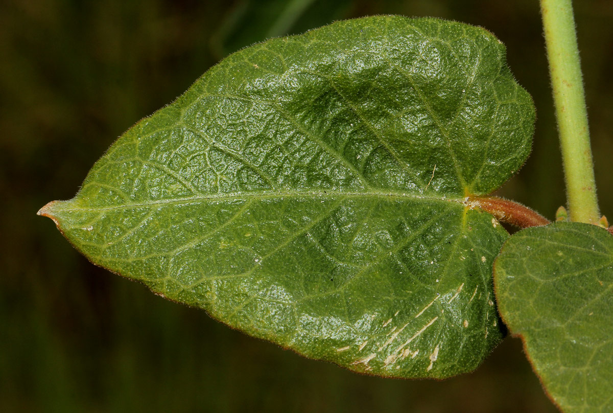 Orthanthera jasminiflora