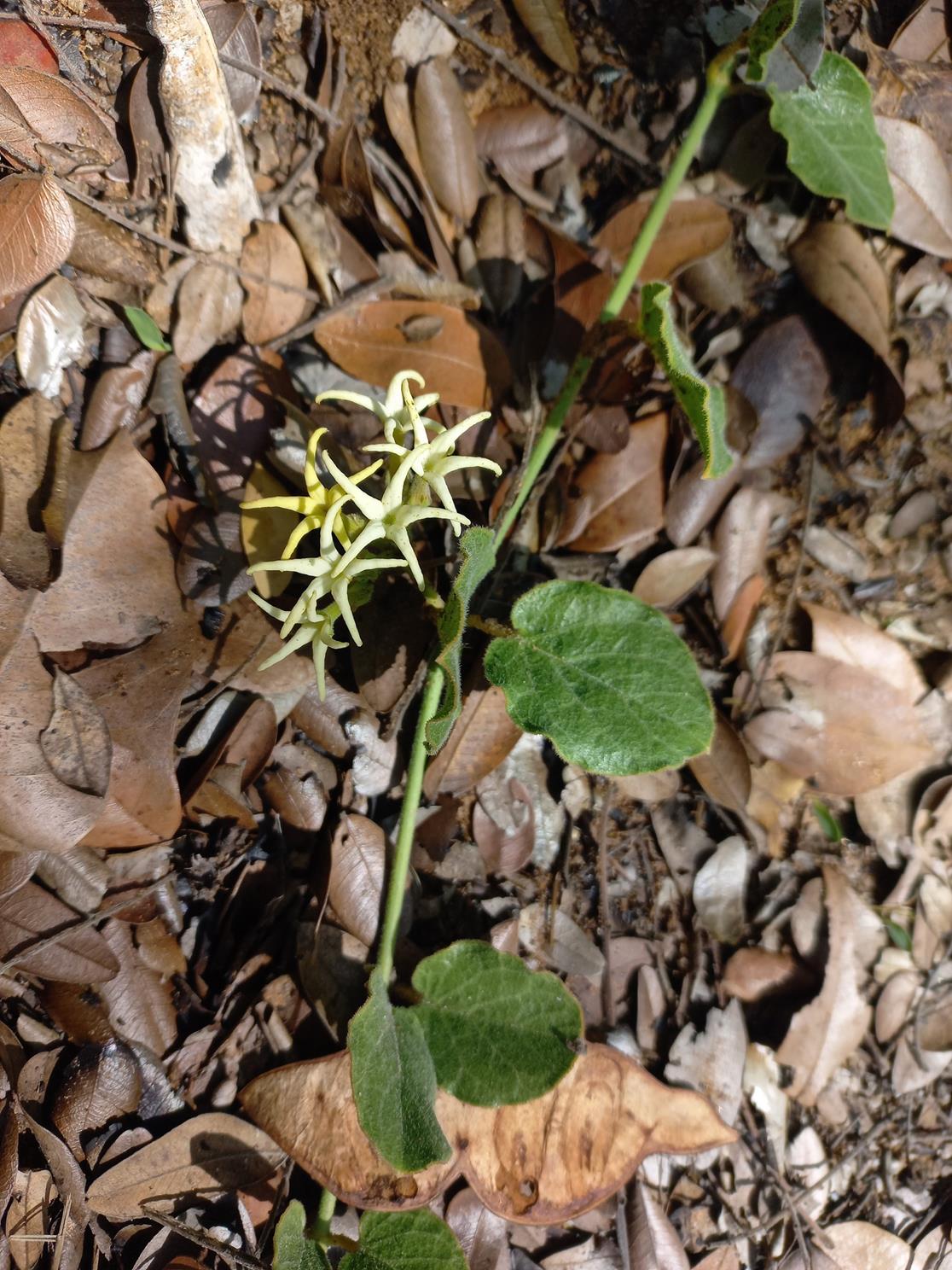 Orthanthera jasminiflora