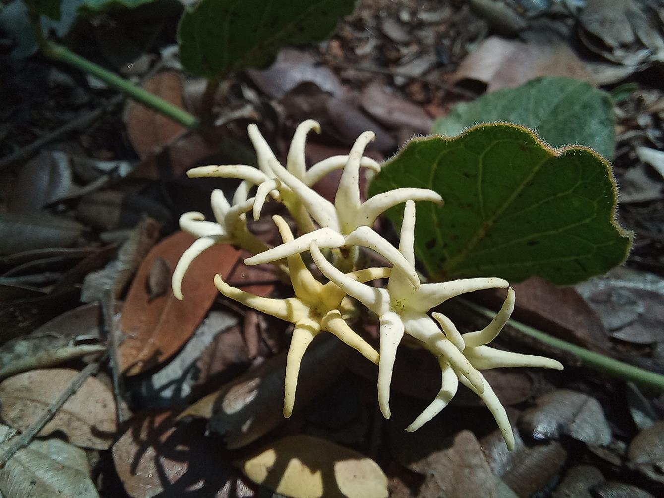 Orthanthera jasminiflora