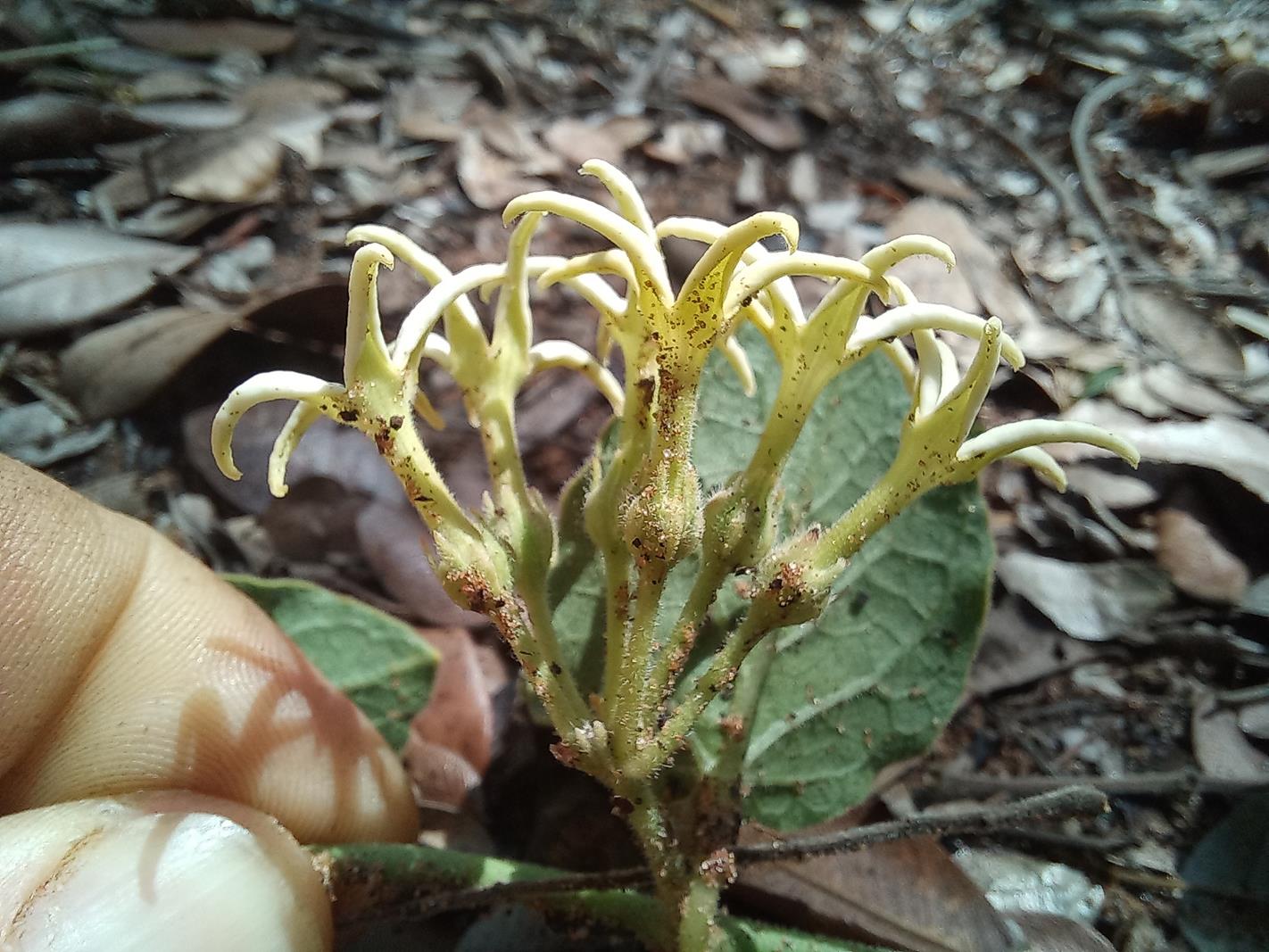 Orthanthera jasminiflora