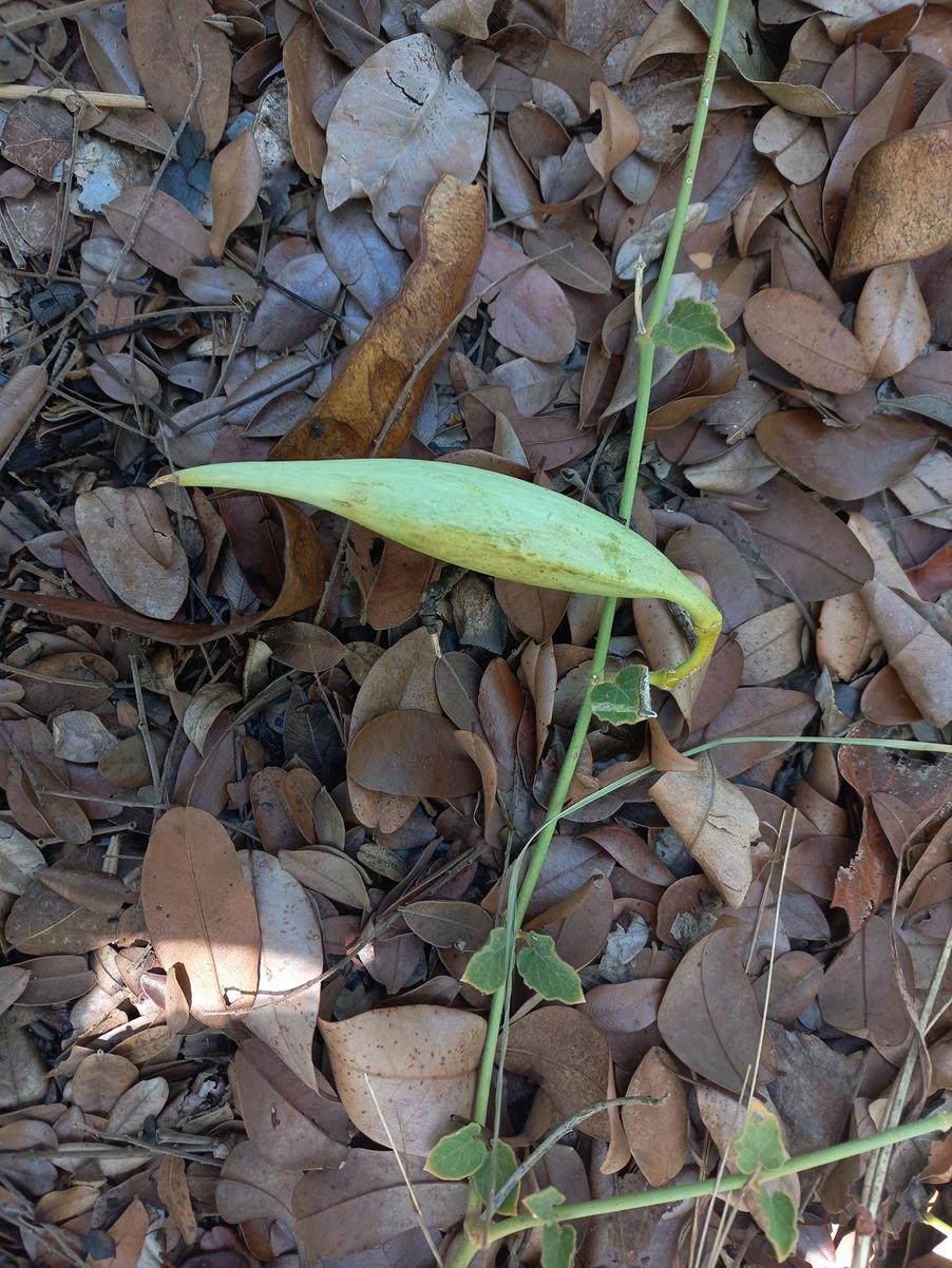 Orthanthera jasminiflora