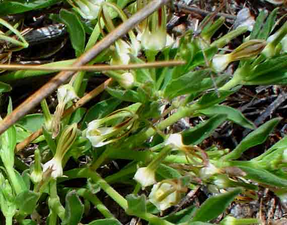 Brachystelma pygmaeum subsp. pygmaeum