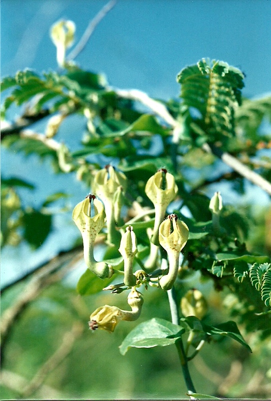 Ceropegia lugardiae subsp. zimbabweensis