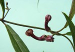 Ceropegia racemosa subsp. secamonoides