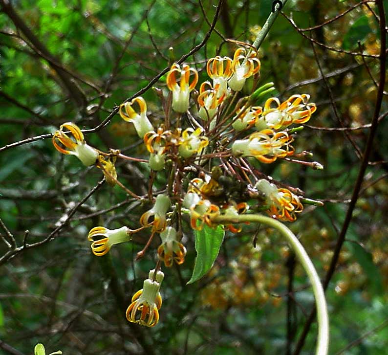 Riocreuxia polyantha