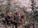 Orbea umbracula