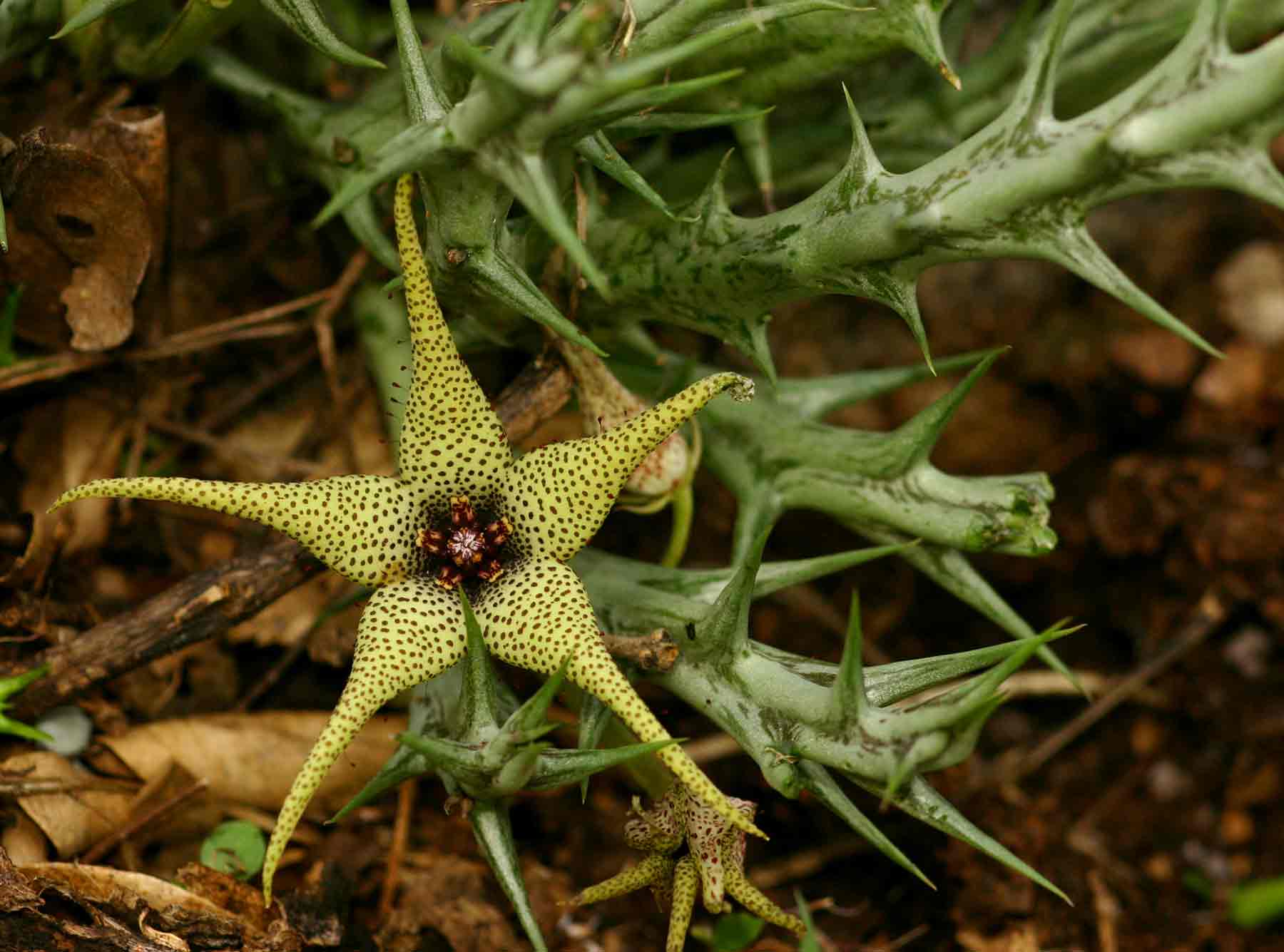 Orbea caudata subsp. rhodesiaca