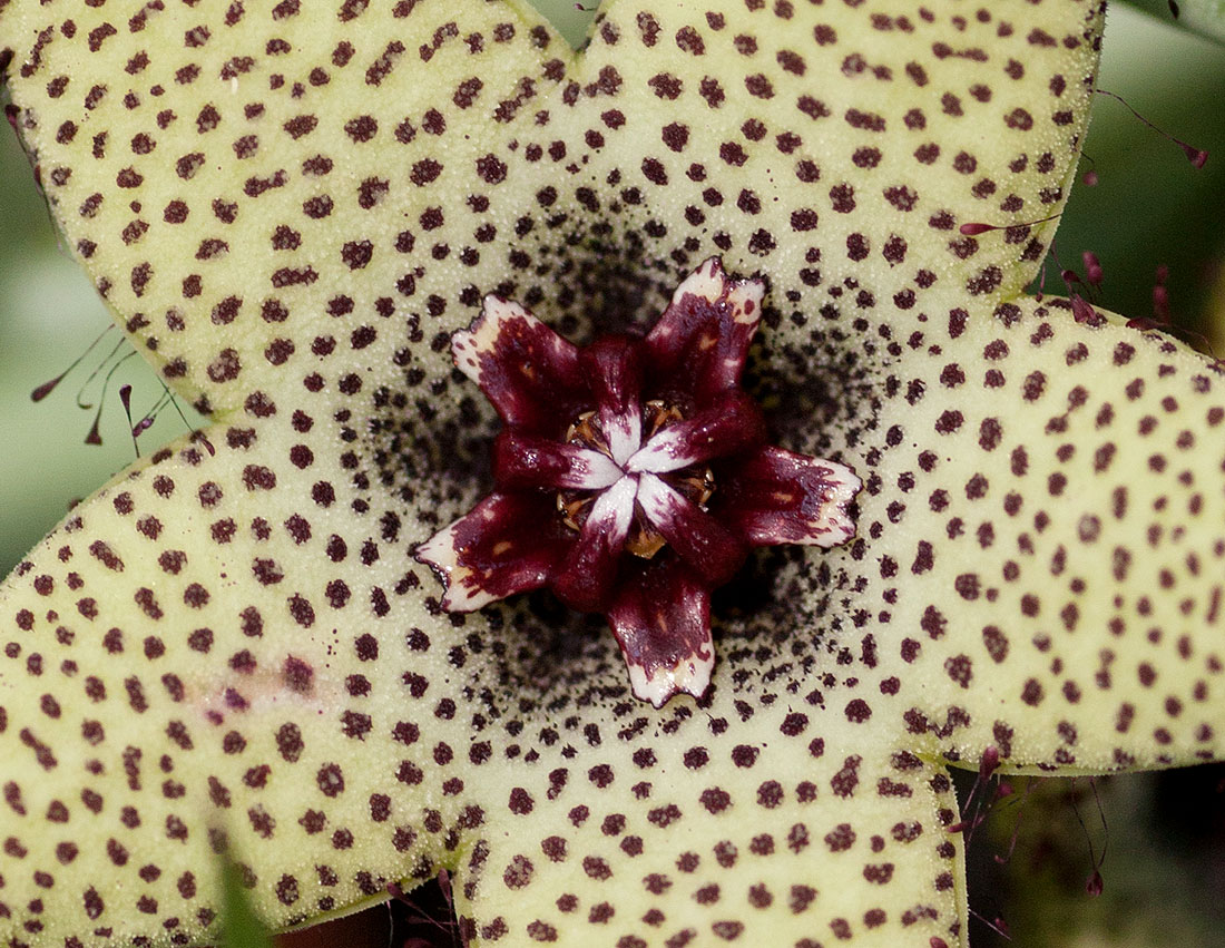 Orbea caudata subsp. rhodesiaca