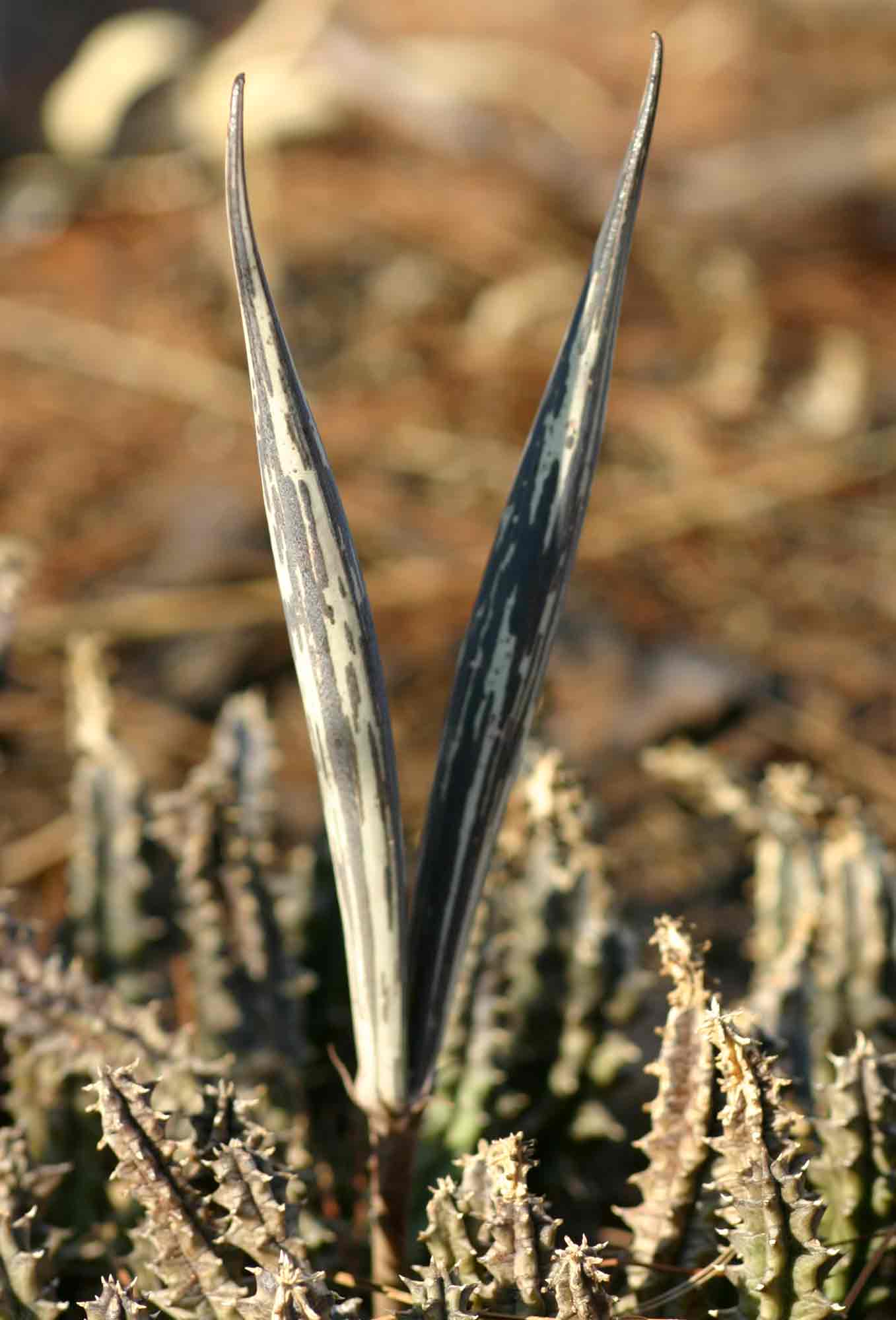 Huernia hislopii subsp. hislopii