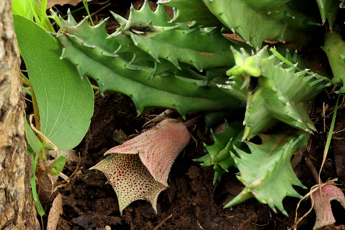 Huernia levyi