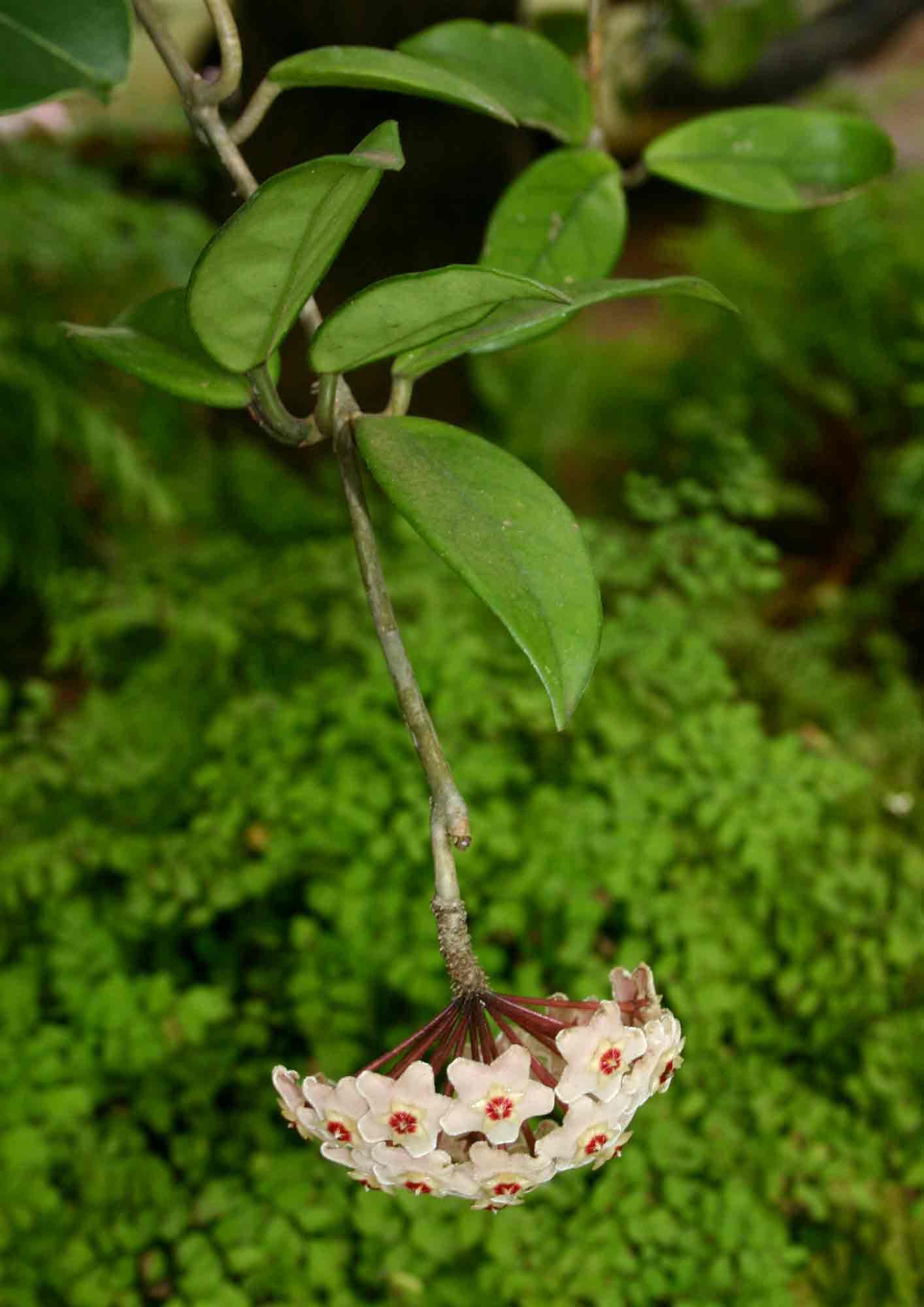 Hoya carnosa