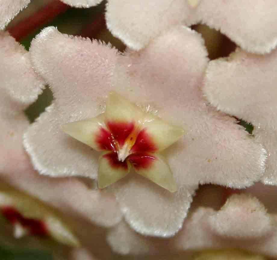 Hoya carnosa
