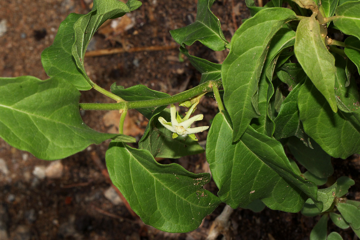 Marsdenia macrantha