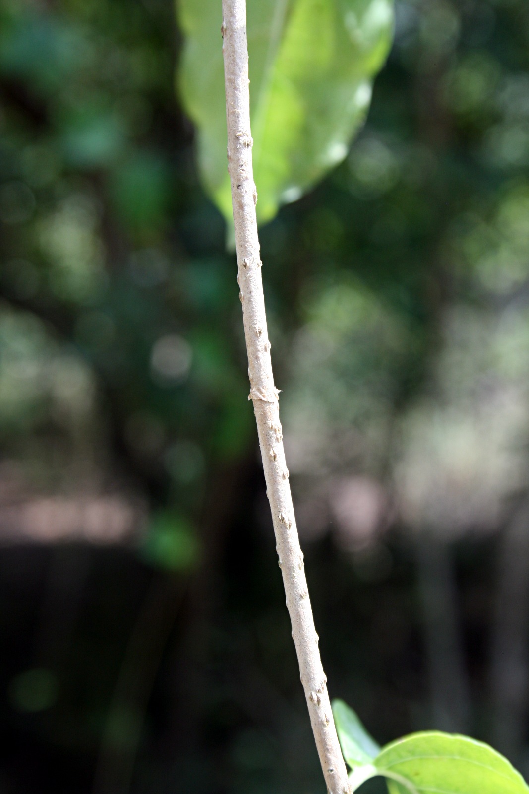 Marsdenia macrantha