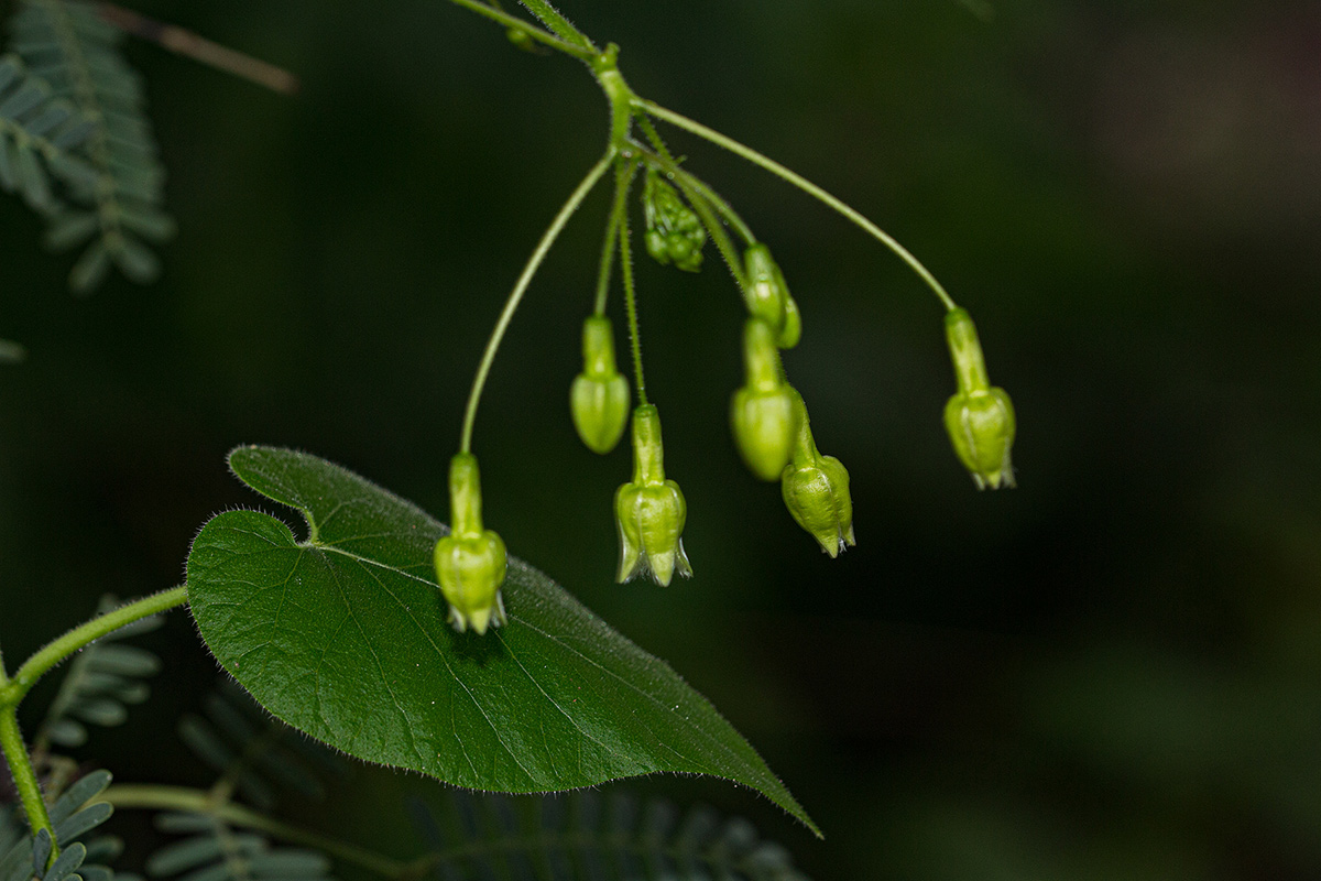 Pergularia daemia subsp. daemia Pergularia daemia subsp. daemia