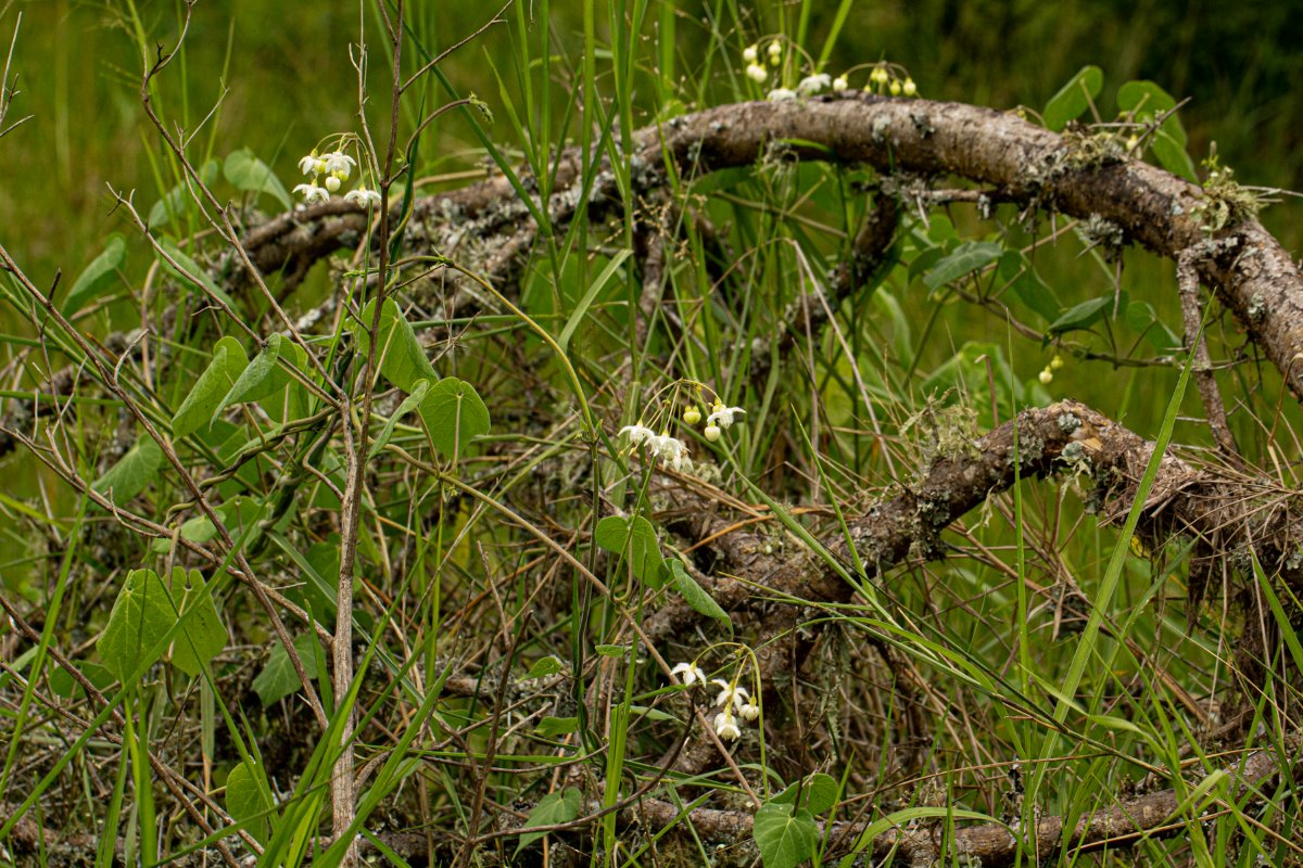 Pergularia daemia subsp. daemia Pergularia daemia subsp. daemia