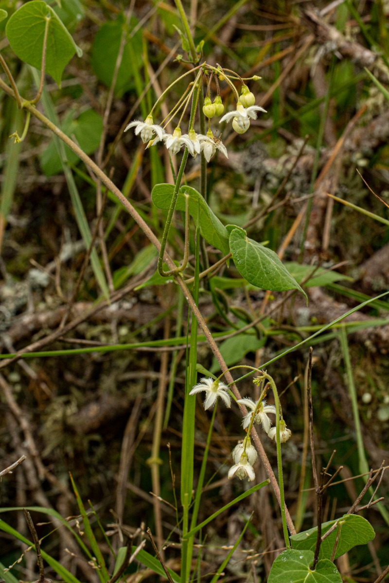 Pergularia daemia subsp. daemia Pergularia daemia subsp. daemia