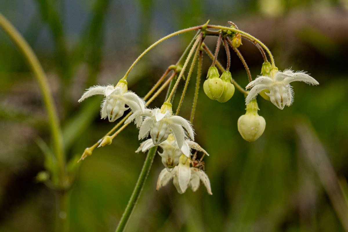Pergularia daemia subsp. daemia Pergularia daemia subsp. daemia