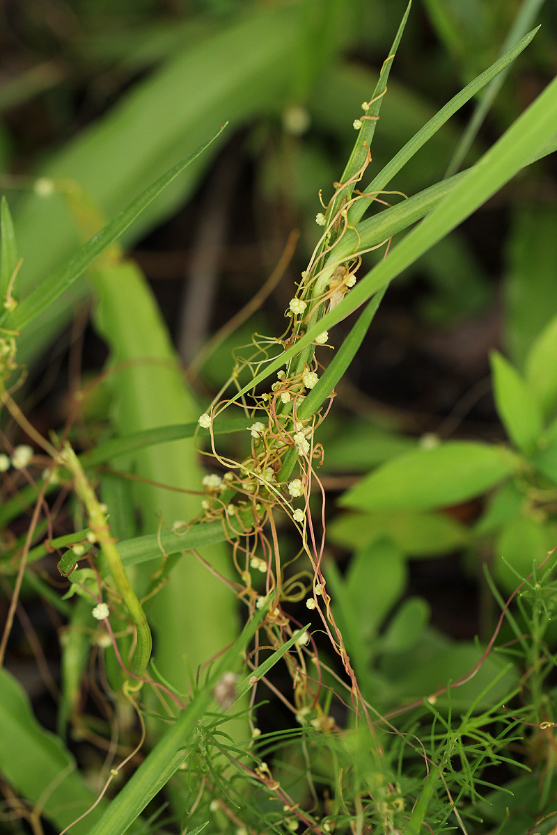 Cuscuta campestris