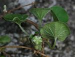 Dichondra micrantha