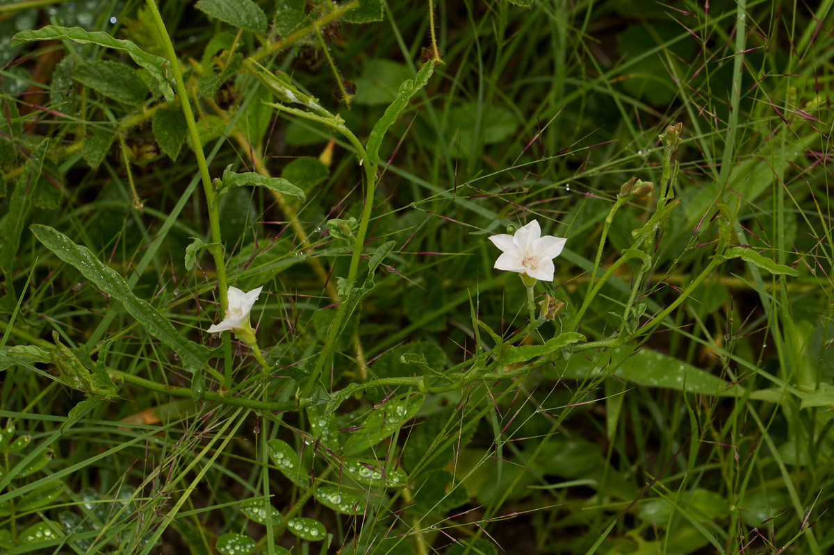 Convolvulus sagittatus var. sagittatus Convolvulus sagittatus var. sagittatus