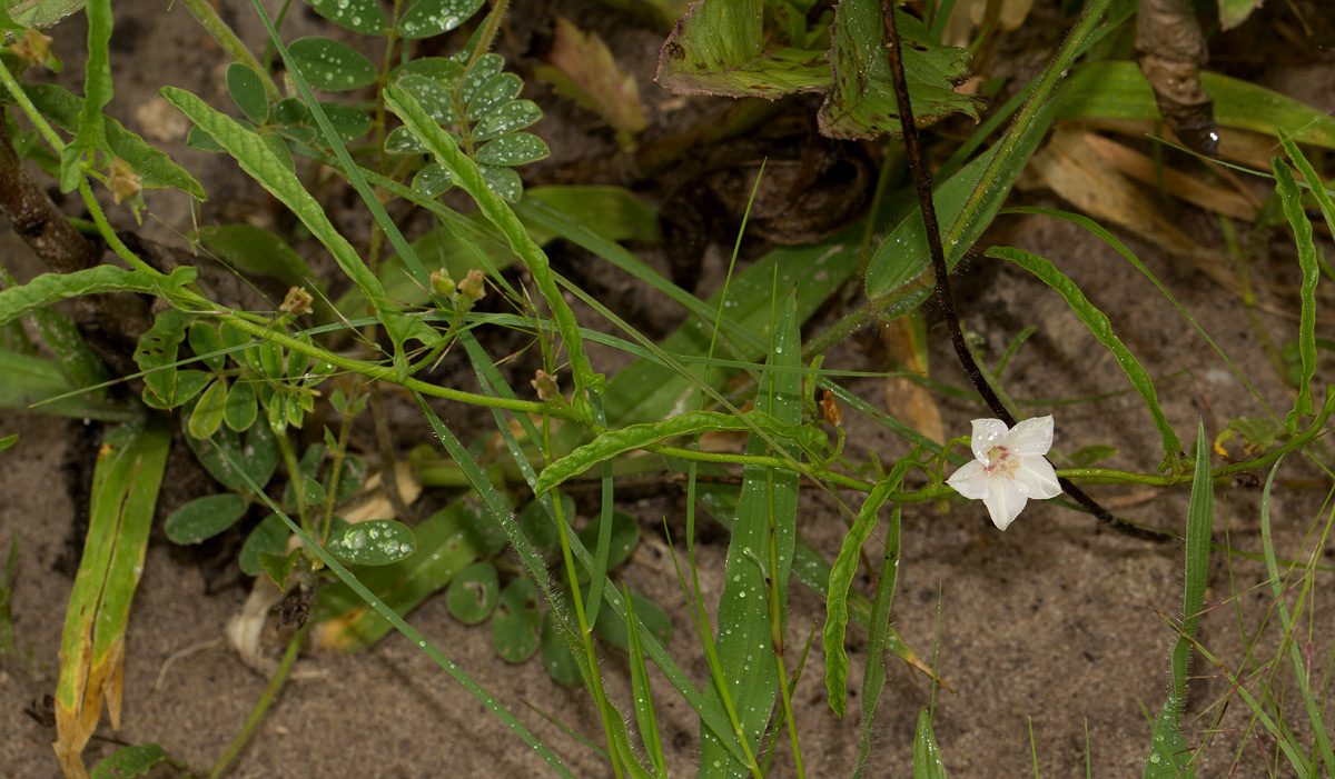 Convolvulus sagittatus var. sagittatus Convolvulus sagittatus var. sagittatus